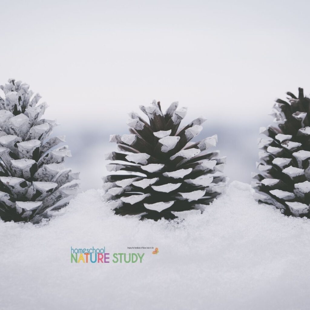 Enjoy an evergreen winter tree study for your homeschool as part of your winter season nature studies and make beautiful memories together this Christmas!