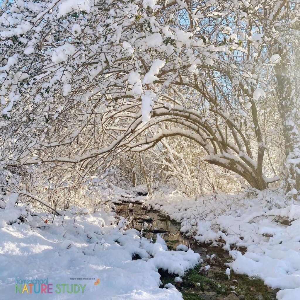 Blankets of snow for your winter homeschool nature study!