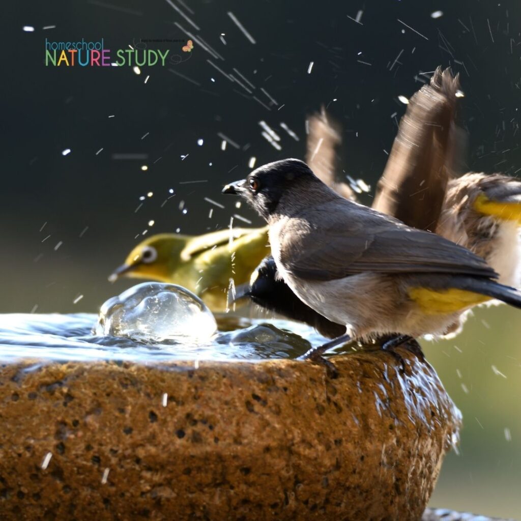 a water source for your backyard habitat. Here are some simple ways you can make your backyard a natural habitat for wildlife. You will love having nature come to you in your very own backyard.