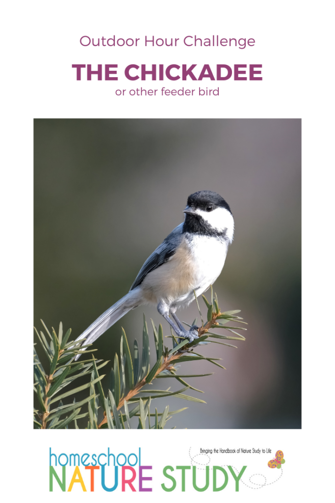 Homeschool Nature Study: The Chickadee