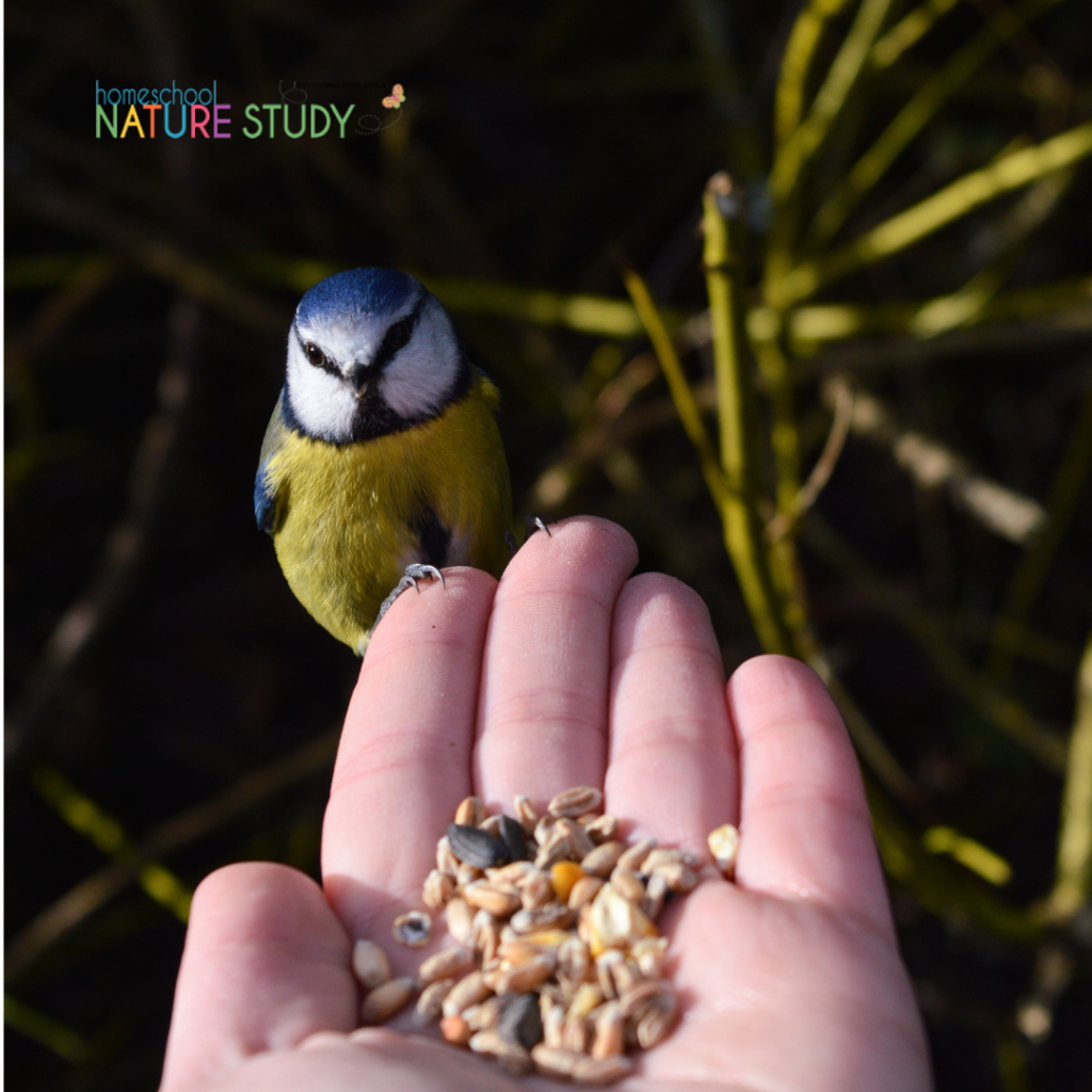 This homeschool bird study for different learning styles is a great example of how nature study can benefit any child. 