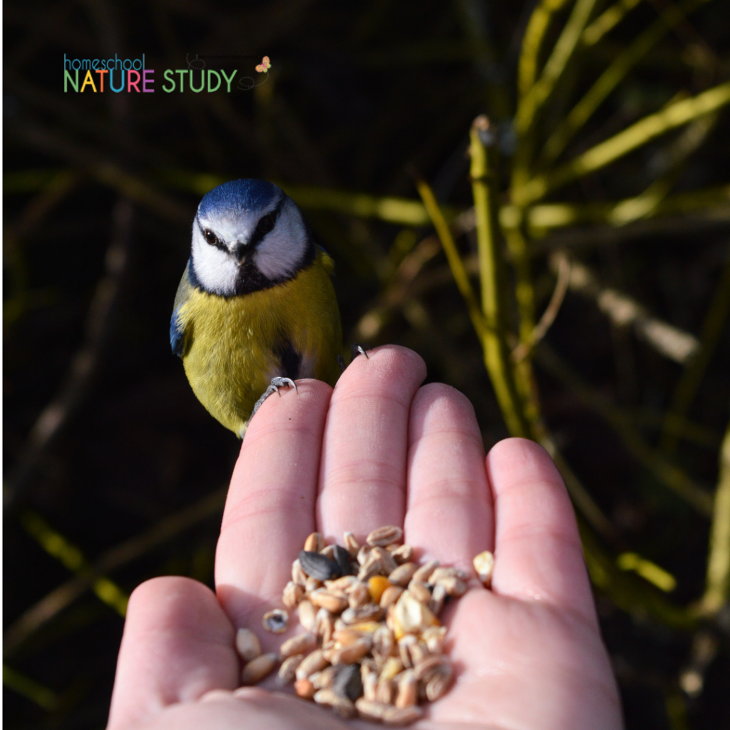 A Homeschool Bird Study with Chalk Pastels - You ARE an ARTiST!