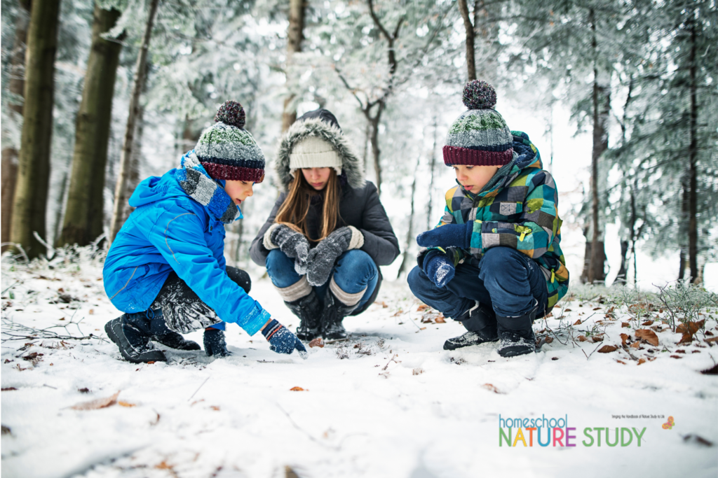 Go on an animals tracks nature hunt for a great mammals homeschool study. Use these nature study lesson plans and resources for identifying animal tracks! 