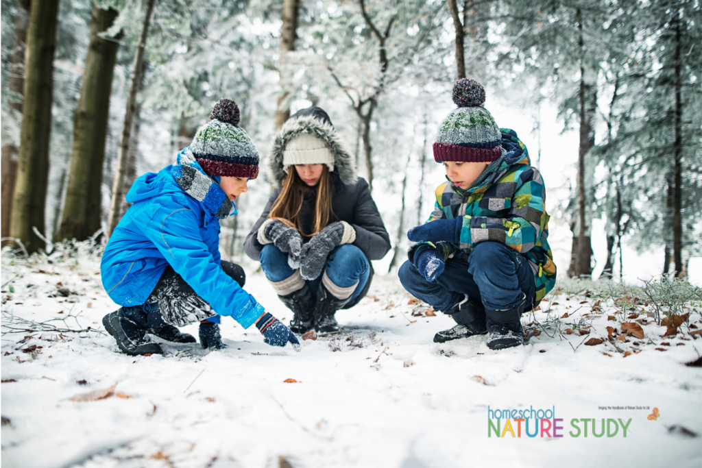 Go on an animal tracks hunt! Wonder what animals, birds and insects do in the winter? This hibernation winter nature study helps answer those questions and features a hibernating or migrating printable!