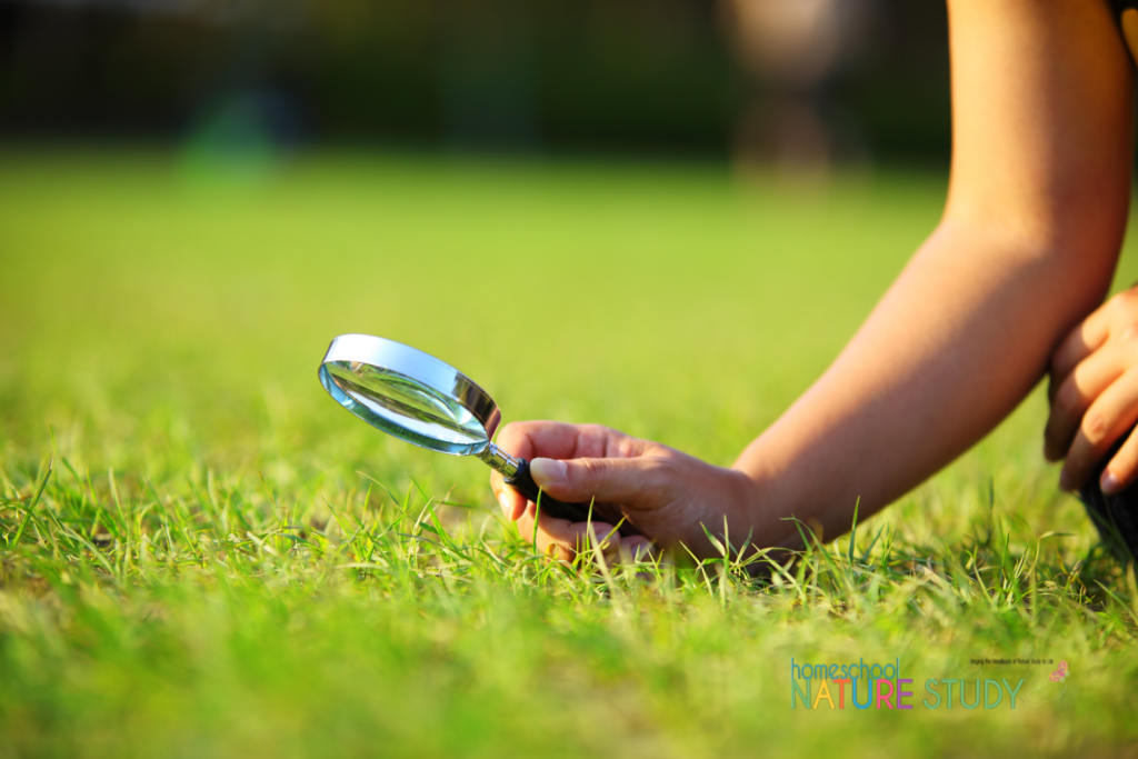 Looking for ways to encourage your child to explore things in nature? Using a magnifying lens in homeschool nature study is not only fun for children but it helps them see more clearly the wonderful world of objects we have all around us. Try one of the ideas below to help your child get started making careful observations of natural items.