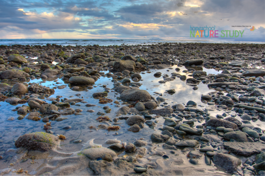 A homeschool ocean nature study is a fun and exciting family activity. With resources for a marine biology, exploring tidal pools and more!