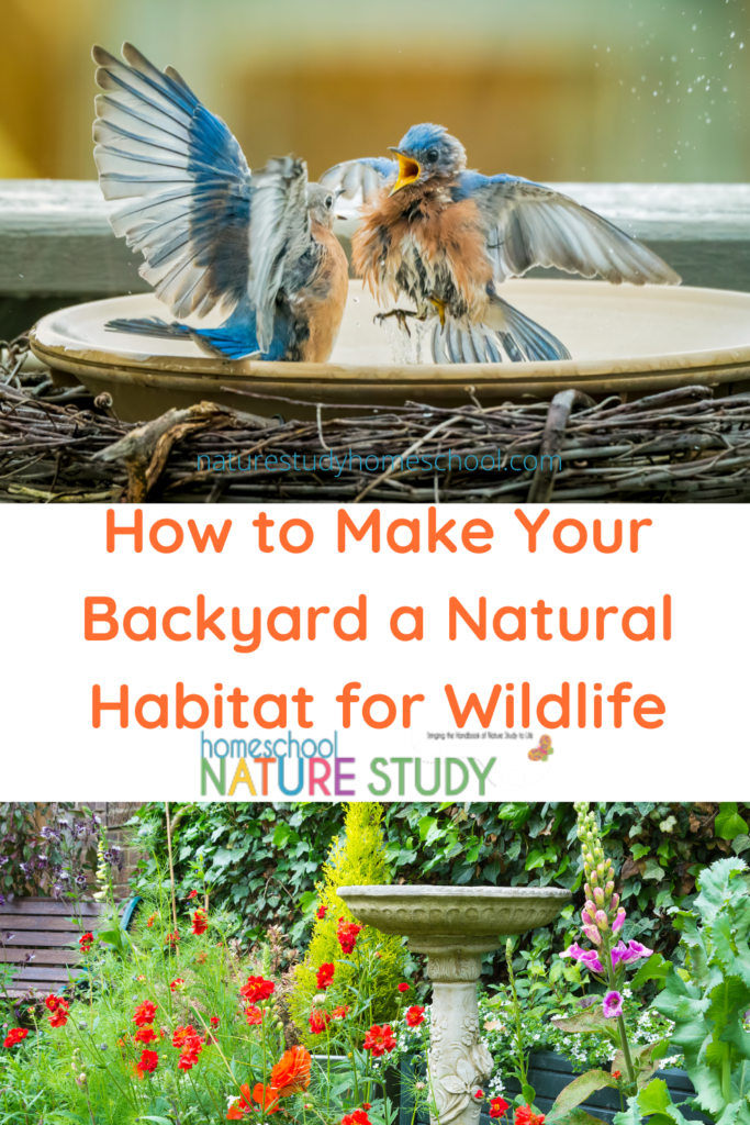 Here are some simple ways you can make your backyard a natural habitat for wildlife. You will love having nature come to you in your very own backyard.