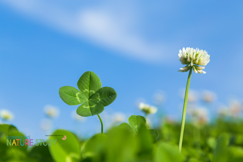 Is it four leaf clover or shamrock?