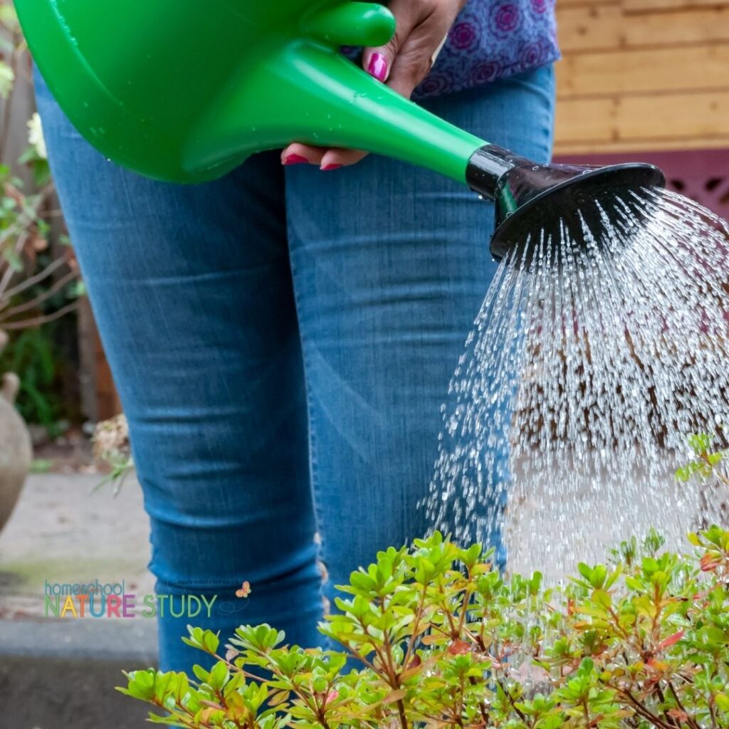 watering the garden. Homeschool nature study