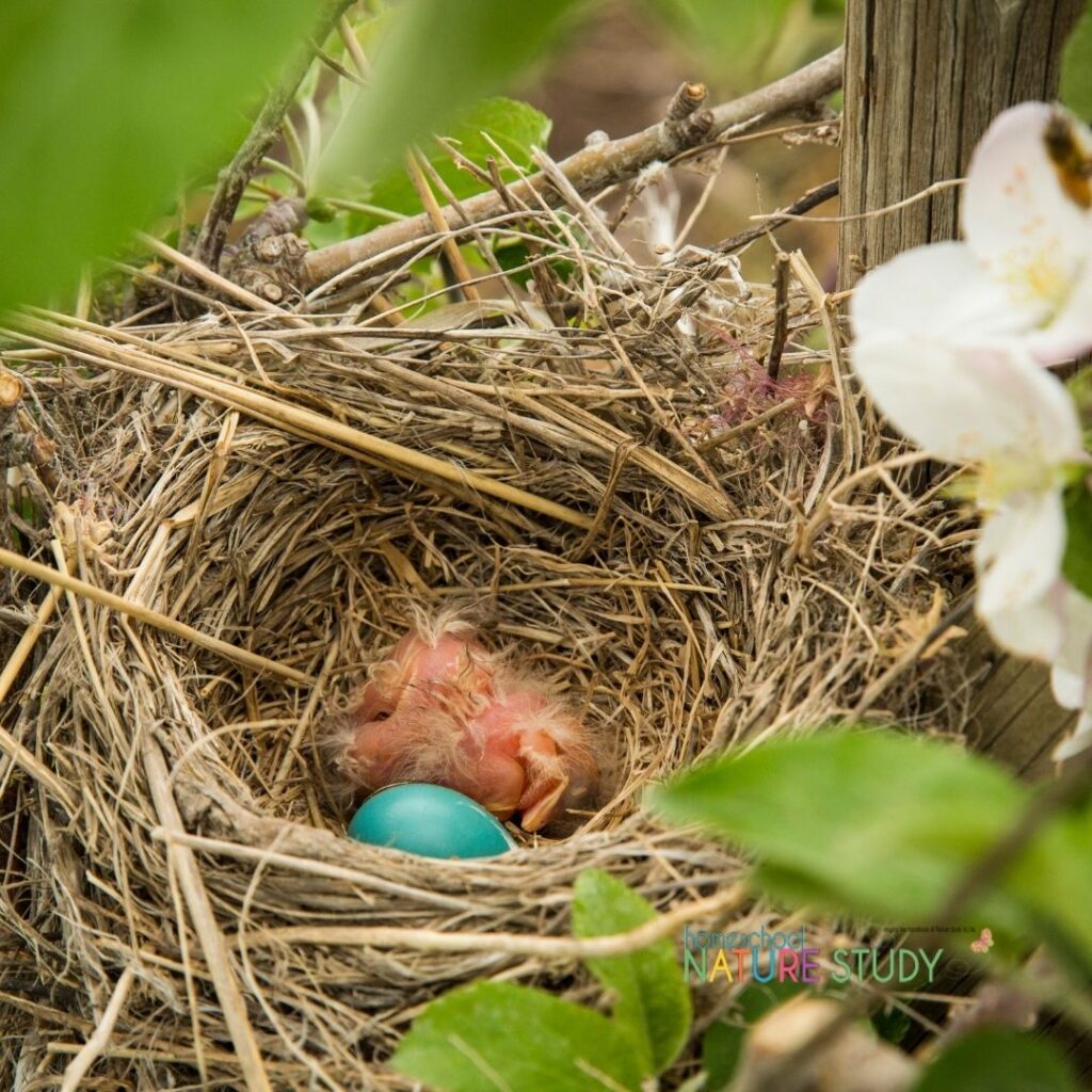 The book Birds, Nests, and Eggs is the perfect beginner’s book for many of the common birds that we see in our yards and neighborhoods. 