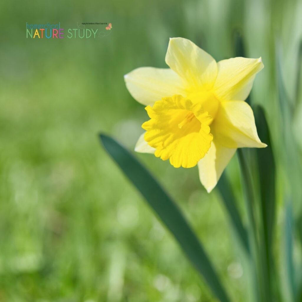 A simple homeschool plant life nature study learning the parts of a flower. Flowers are a wonderful first nature study topic for many children, especially those flowers they find and ask about on your creative nature walks or even in your own backyard. Keep it simple and fun!