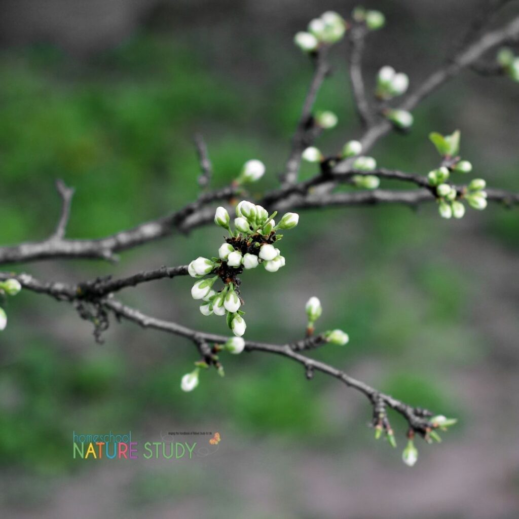 Looking for ways to encourage your child to explore things in nature? Using a magnifying lens in homeschool nature study is not only fun for children but it helps them see more clearly the wonderful world of objects we have all around us. Try one of the ideas below to help your child get started making careful observations of natural items.