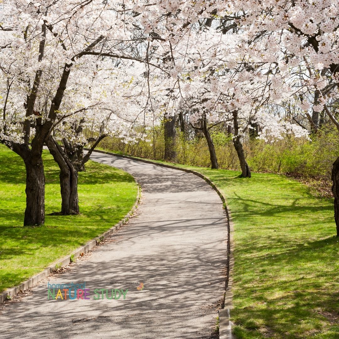 We are excited to get started on this first day of spring with simple ways to study nature and a fresh set of homeschool nature study ideas. 