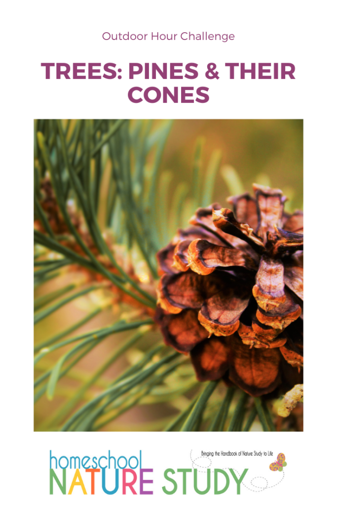 This homeschool nature study has what you need to start learning about pine trees and pine cones. Then head outdoors to gather some cones!