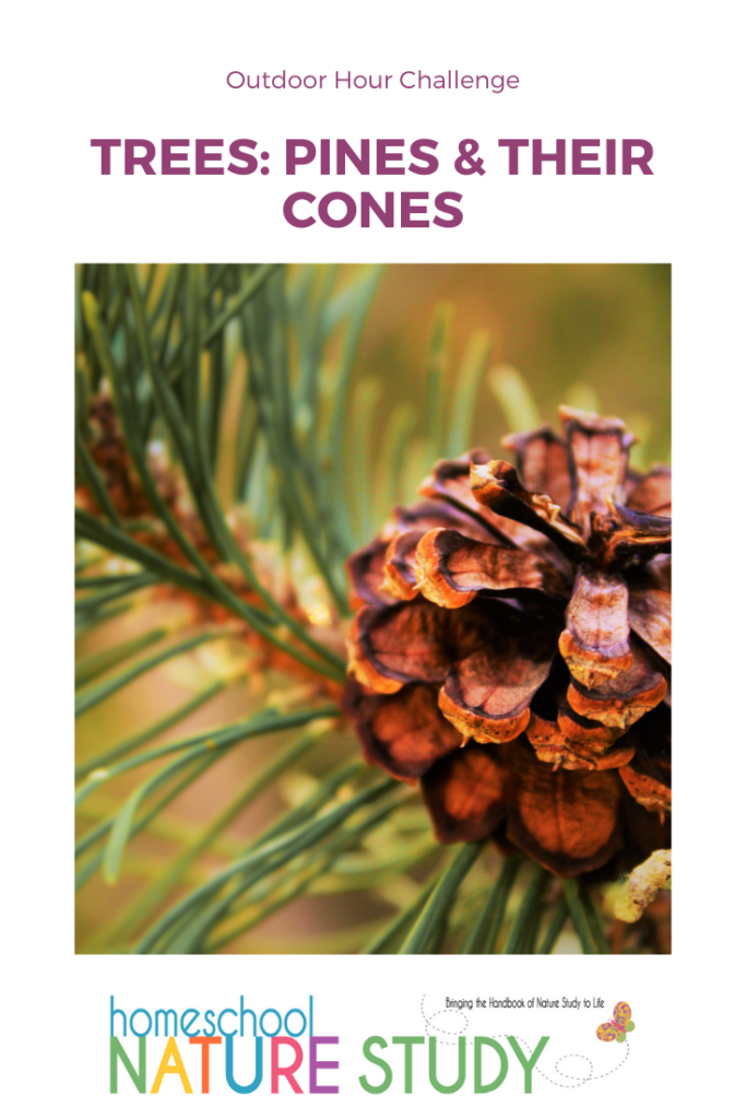 The Fascinating World of Pine Cones: Nature's Little Wonders