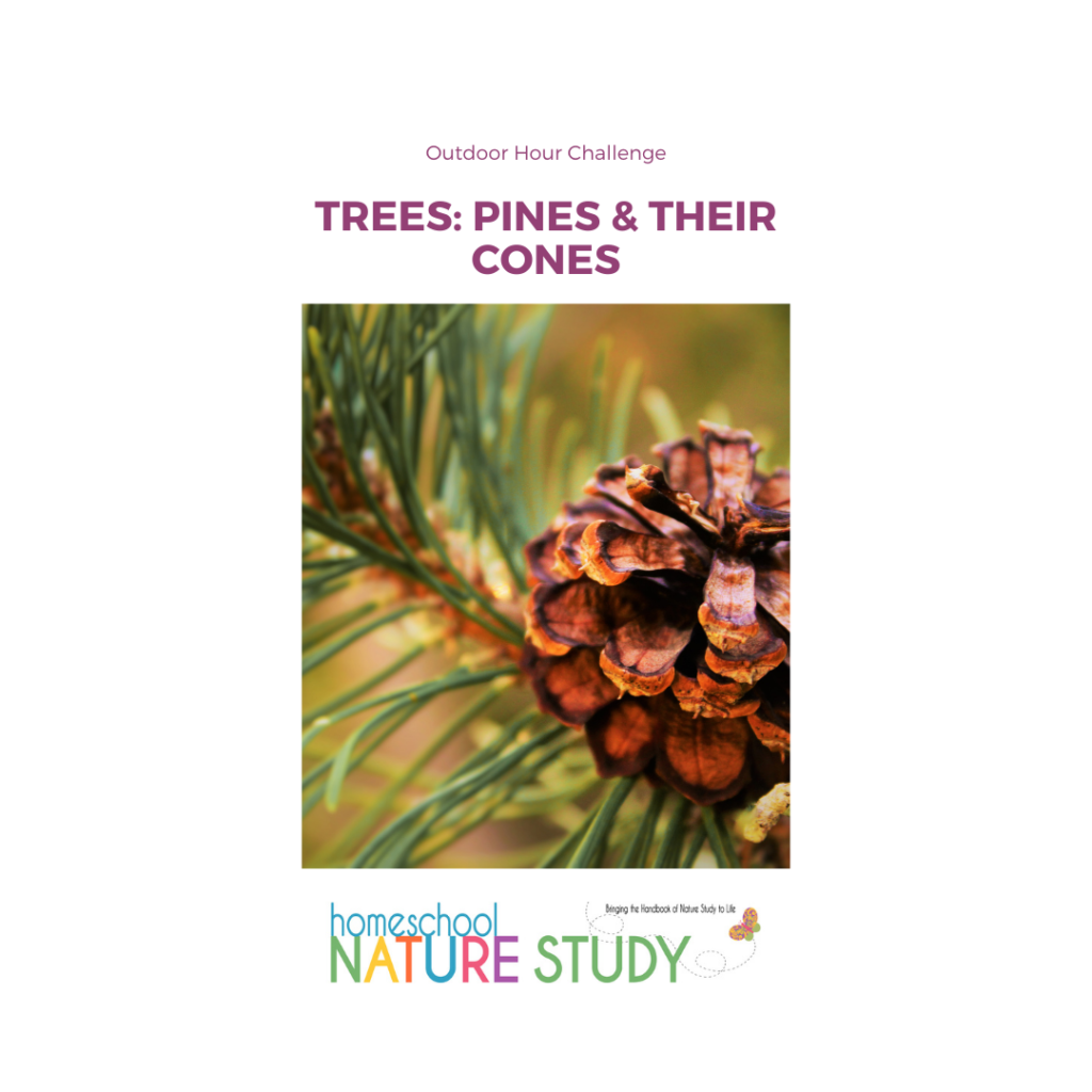 This homeschool nature study has what you need to start learning about pine trees and pine cones. Then head outdoors to gather some cones!
