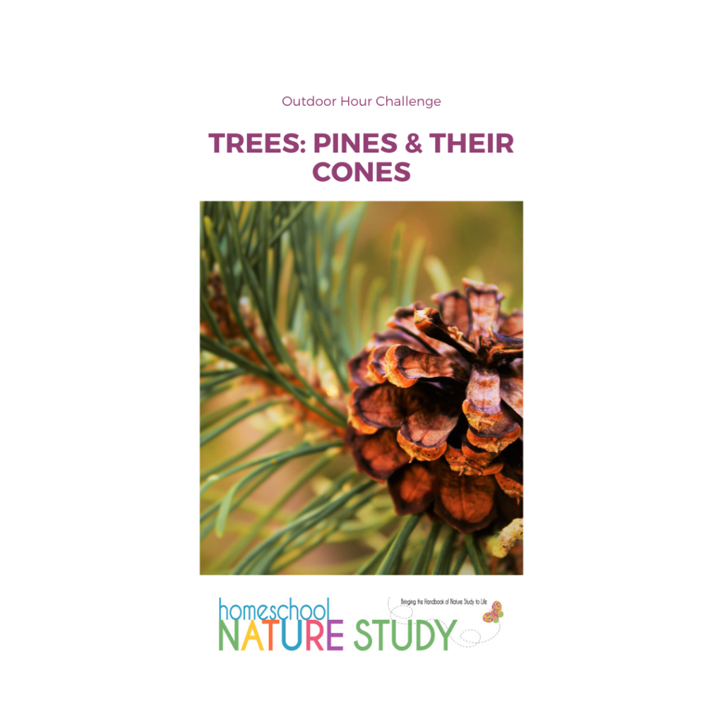 The Fascinating World of Pine Cones: Nature's Little Wonders