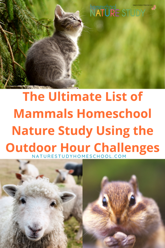 The Ultimate Mammals Homeschool Nature Study Using Outdoor Hour Challenges  - Homeschool Nature Study