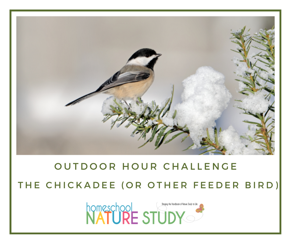 Homeschool Nature Study: The Chickadee