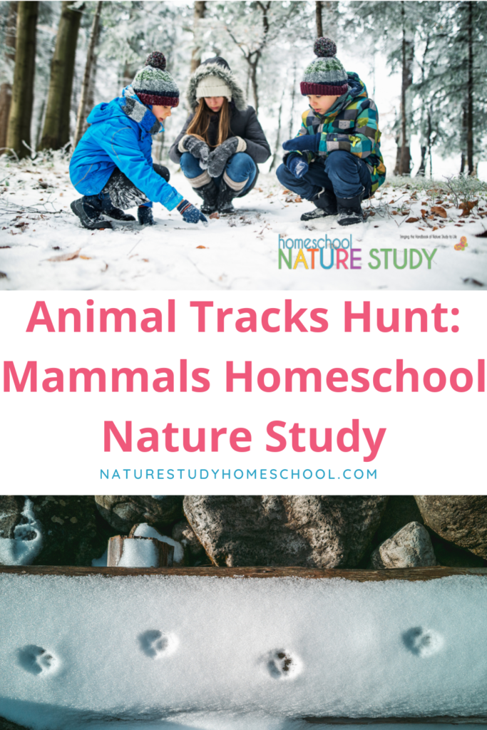 Go on an animals tracks nature hunt for a great mammals homeschool study. Use these nature study lesson plans and resources for identifying animal tracks! 
