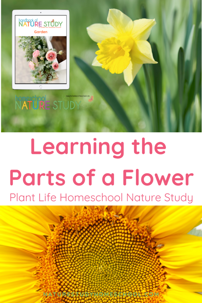 A simple homeschool plant life nature study learning the parts of of a flower. Flowers are a wonderful first nature study topic for many children