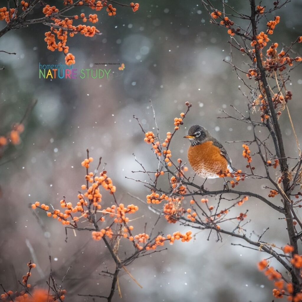 Enjoy a simple fall bird study for your homeschool with Project Feederwatch! This is an activity that can help you learn more about your local birds.