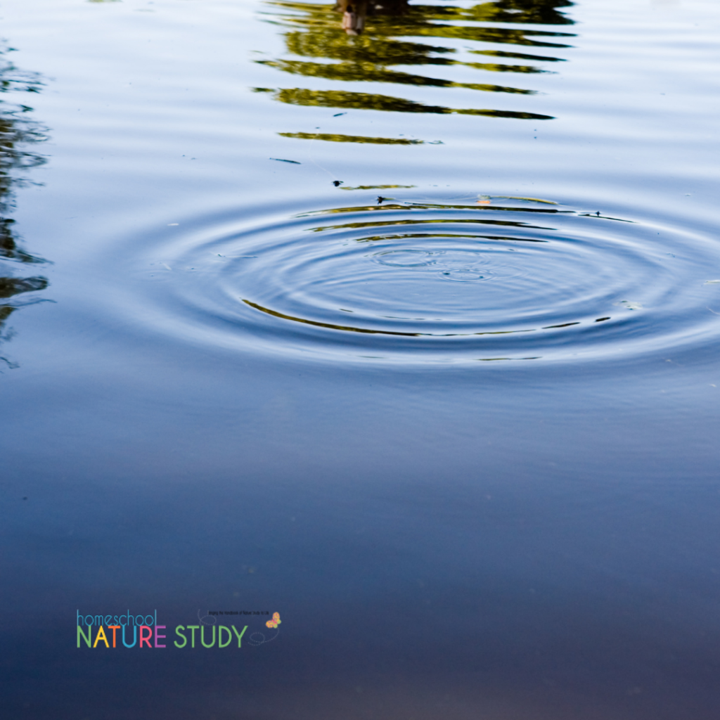 Here are some simple ways to study nature in your homeschool. Start in your own yard then let your discoveries grow out like ripples in a pond. 