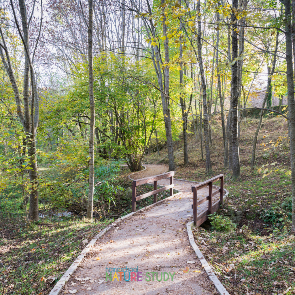 Here are some simple ways to study nature in your homeschool. Start in your own yard then let your discoveries grow out like ripples in a pond. 