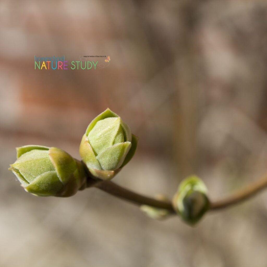 Keeping a calendar of firsts a great project based activity for your homeschool nature study. Here's how to make it work.