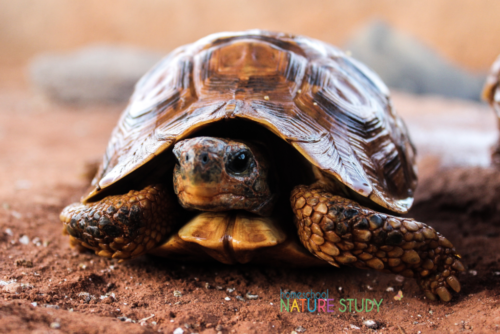 Learn about pond life, pondweed and a pond habitat with this fun turtle nature study for homeschool. Includes activities for tortoises and microscopic pond life.