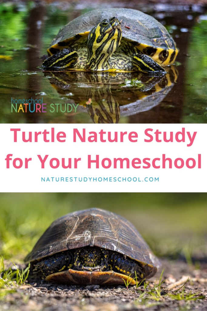 Learn about pond life, pondweed and a pond habitat with this fun turtle nature study for homeschool. Includes activities for studying microscopic pond life.