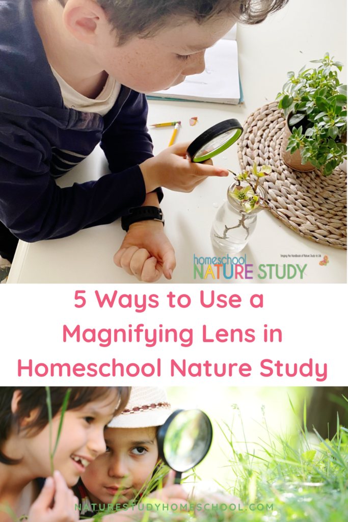 A magnifying lens in homeschool nature study is fun and helps children see more clearly the wonderful world of objects we have all around us.