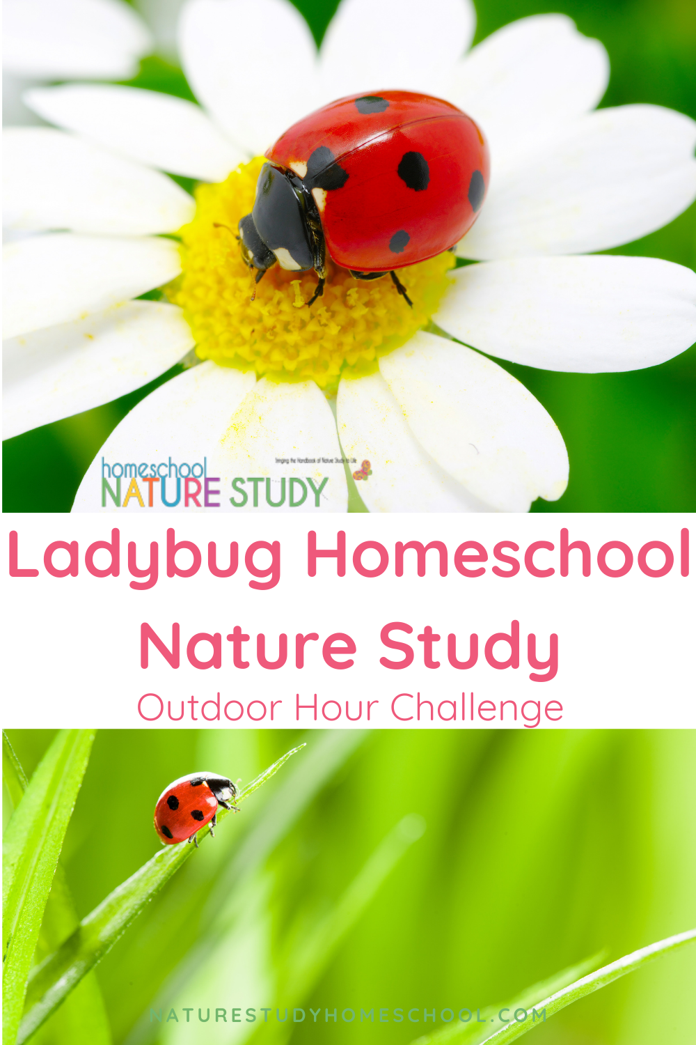 Ladybug Homeschool Nature Study