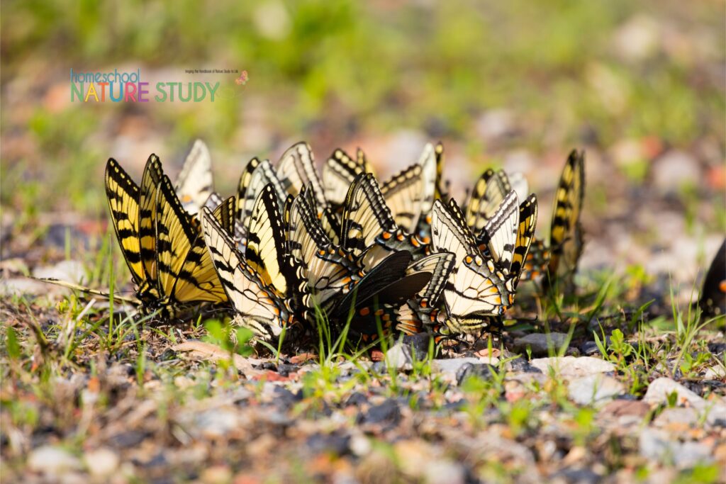 Enjoy a summer nature study! Here is an easy step-by-step on how to make a butterfly puddle and attract butterflies to your backyard garden.