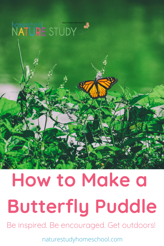 Enjoy a summer nature study! Here is an easy step-by-step on how to make a butterfly puddle and attract butterflies to your backyard garden.