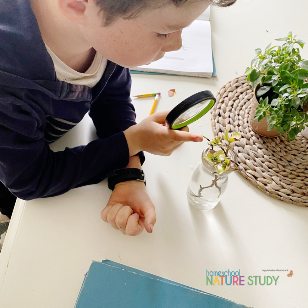 Looking for ways to encourage your child to explore things in nature? Using a magnifying lens in homeschool nature study is not only fun for children but it helps them see more clearly the wonderful world of objects we have all around us. Try one of the ideas below to help your child get started making careful observations of natural items.