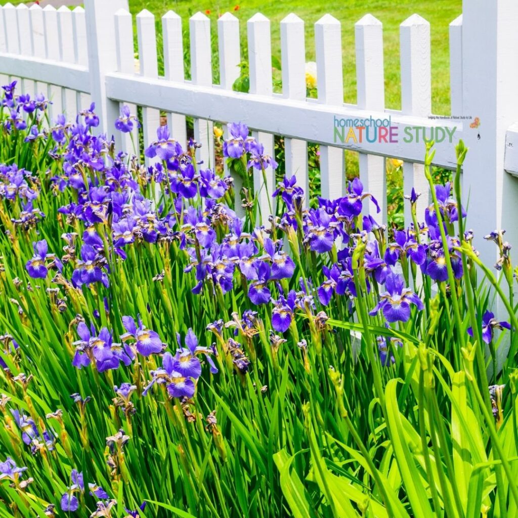 Charlotte Mason Nature Study: Simple Ideas for Wildflowers includes ideas for how to help your child engage in nature and study wildflowers.