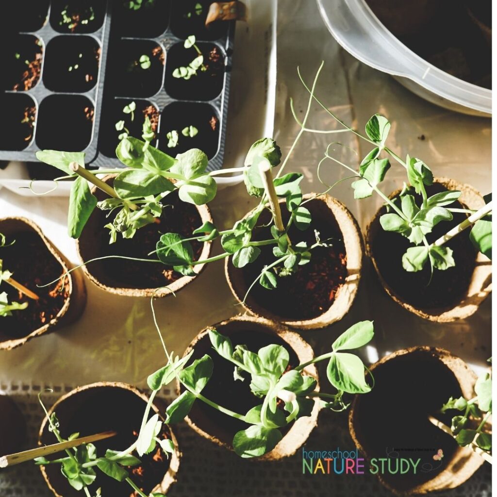 Homeschool nature study is definitely a part of high school biology! Here is a break down of nature study suggestions and accompanying resources for each module. 