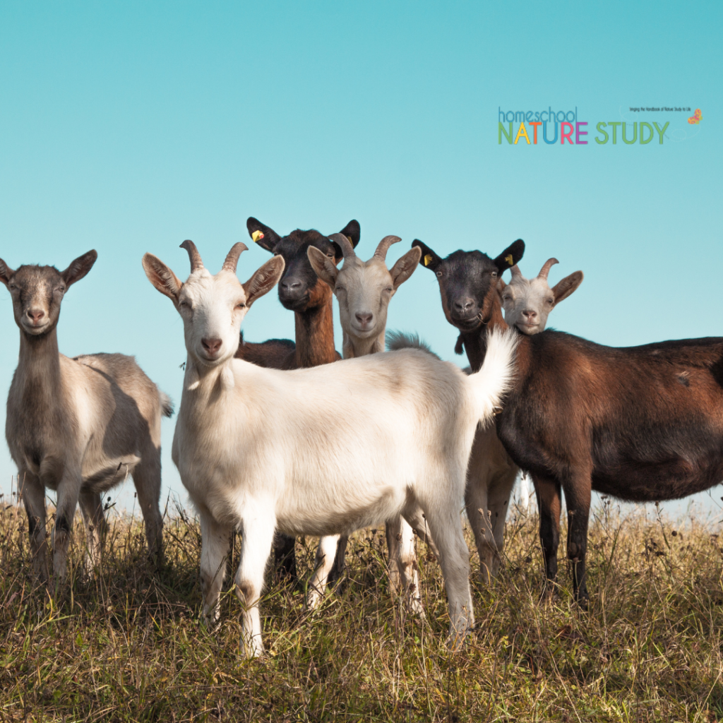 Goat Homeschool Nature Study for All Ages
