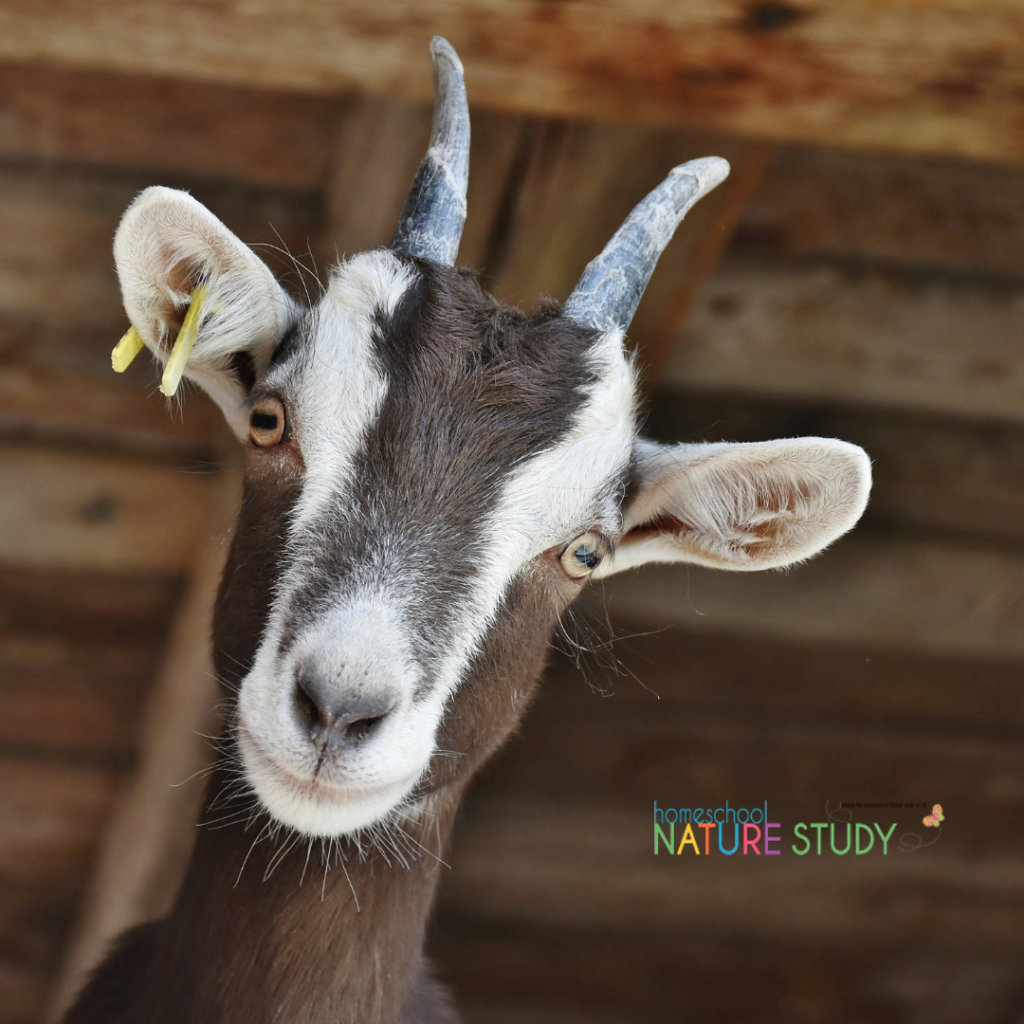 This goat homeschool nature study is packed with fun from fainting goats to advanced mammal studies! Bring the Handbook of Nature Study to Life in your homeschool!