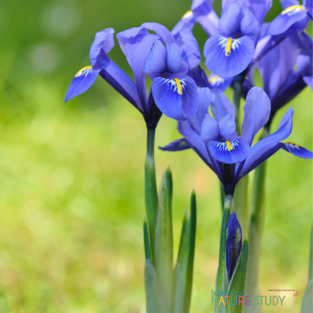 blue flag iris