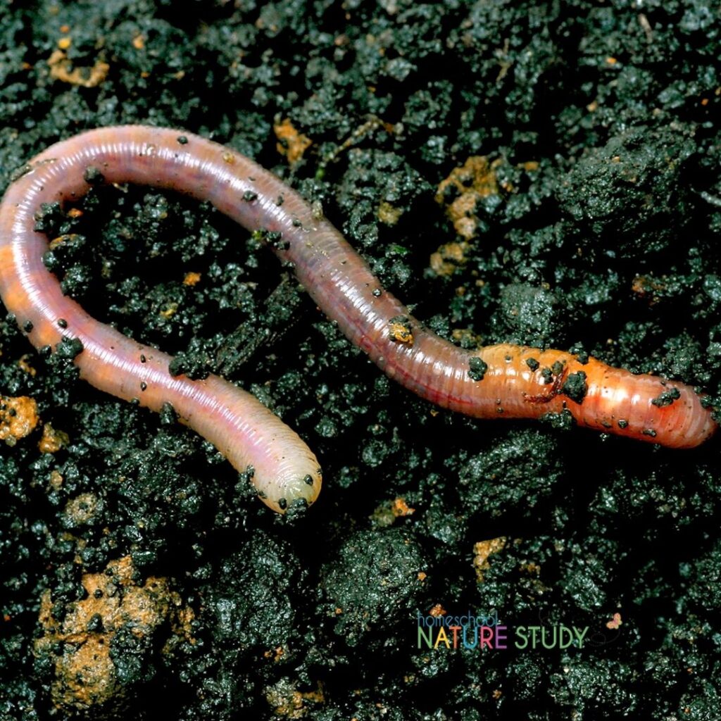 This earthworm homeschool nature study is packed with great learning for all ages and even includes advanced invertebrate studies! Bring the Handbook of Nature Study to Life in your homeschool! Here’s a peek at what you can expect to enjoy in this Outdoor Hour Challenge for Homeschool Nature Study members.