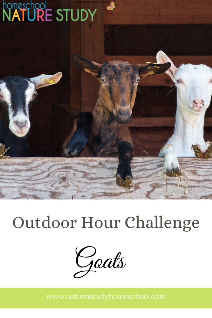 This goat homeschool nature study is packed with fun from fainting goats to advanced mammal studies! Bring the Handbook of Nature Study to Life in your homeschool! Here's a peek at what you can expect to enjoy in this Outdoor Hour Challenge for Homeschool Nature Study members.