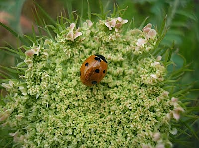 Red Ladybug - Learn About Nature