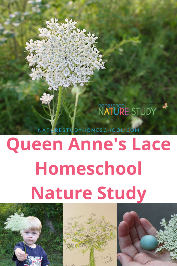 Make great memories by studying Queen Anne's lace throughout the seasons. Enjoy this beautiful Queen Anne's lace nature study for your homeschool.