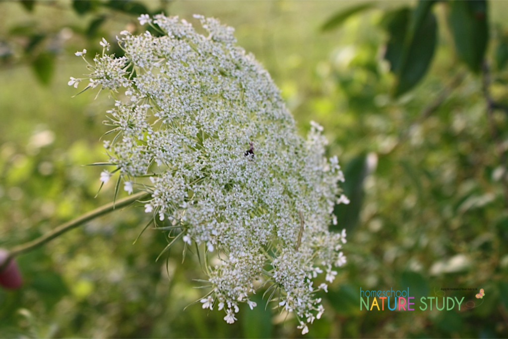 Make great memories by studying Queen Anne's lace throughout the seasons. Enjoy this beautiful Queen Anne's lace nature study for your homeschool.