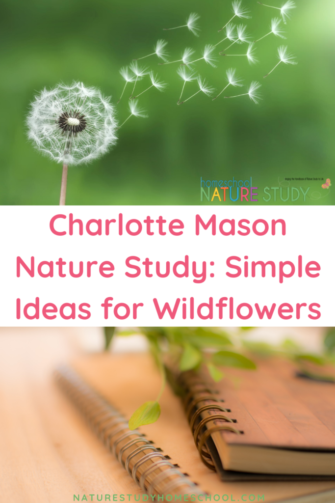 Charlotte Mason Nature Study: Simple Ideas for Wildflowers includes ideas for how to help your child engage in nature and study wildflowers.