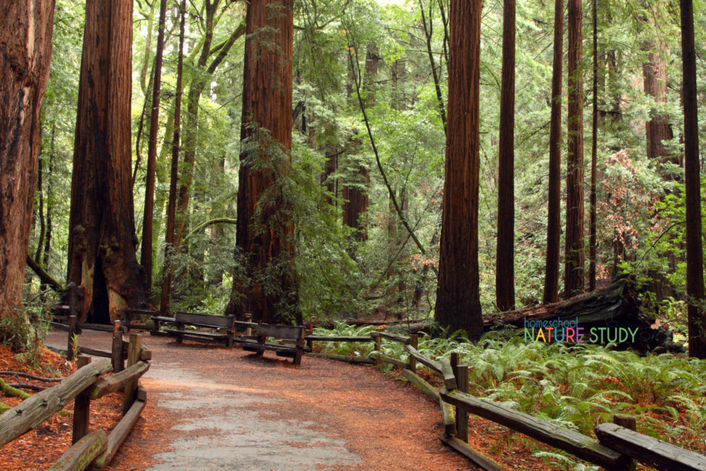 Muir Woods