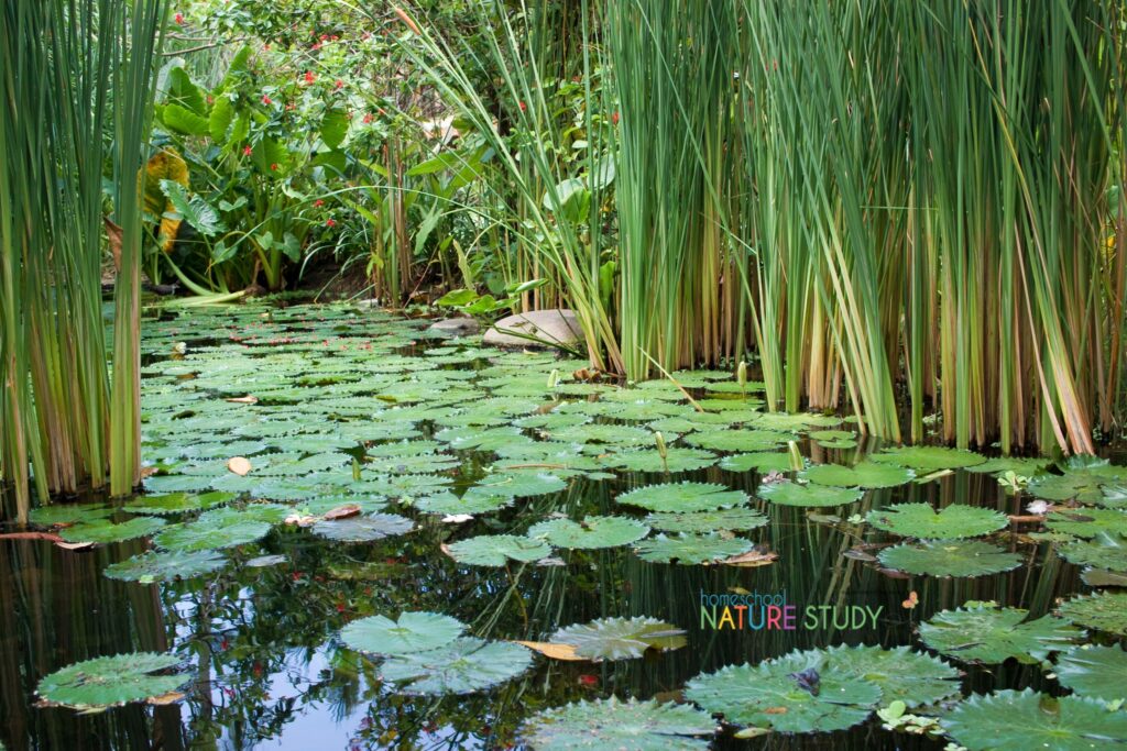 Plan a fun pond and frog nature study with these frog life cycle activities, a lapbook download and suggestions for a homeschool pond nature walk!