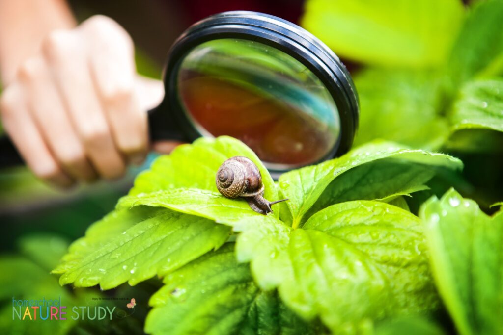 Make your homeschool nature study for teens engaging and fun with these three steps for success. Includes practical examples.